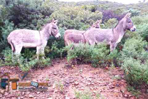 tour quad ssv Sardegna