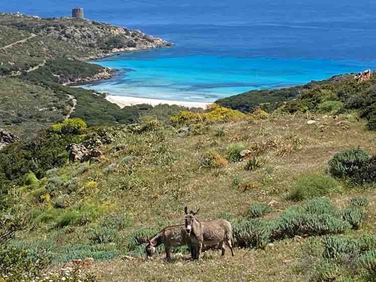 Sardegna in fuoristrada
